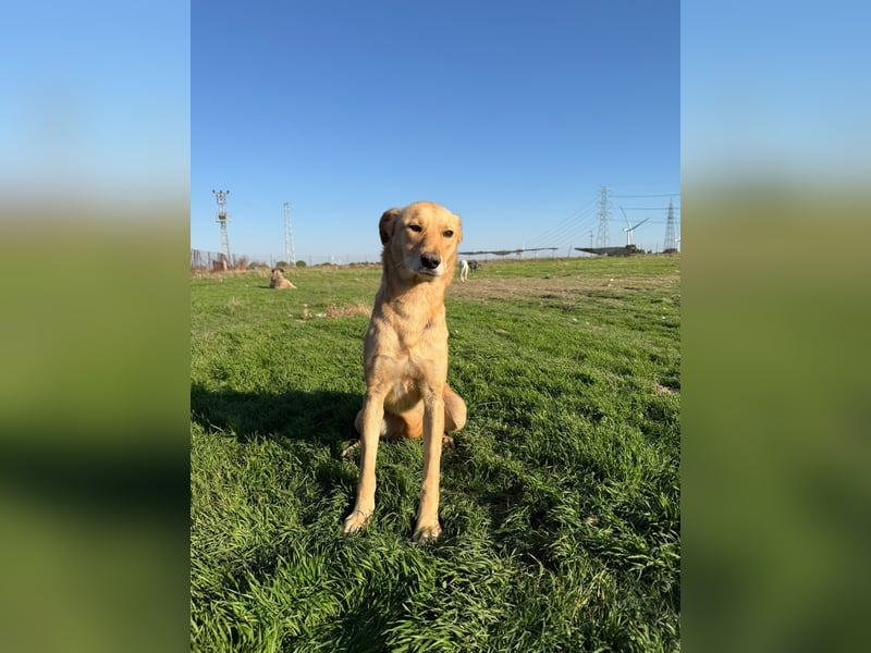 Donna sucht liebevolles Zuhause