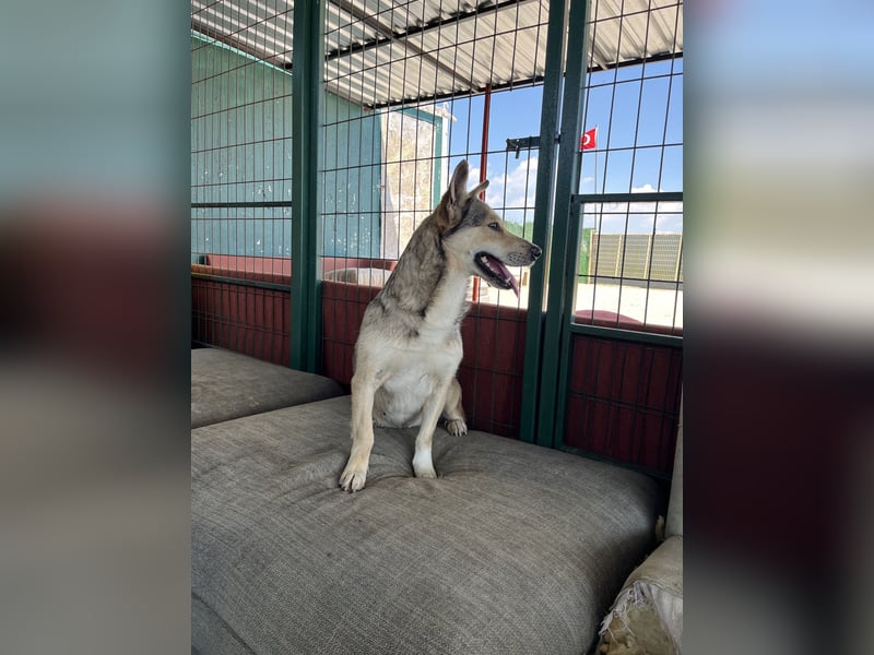 Pamuk sucht ein Zuhause oder eine Pflegestelle