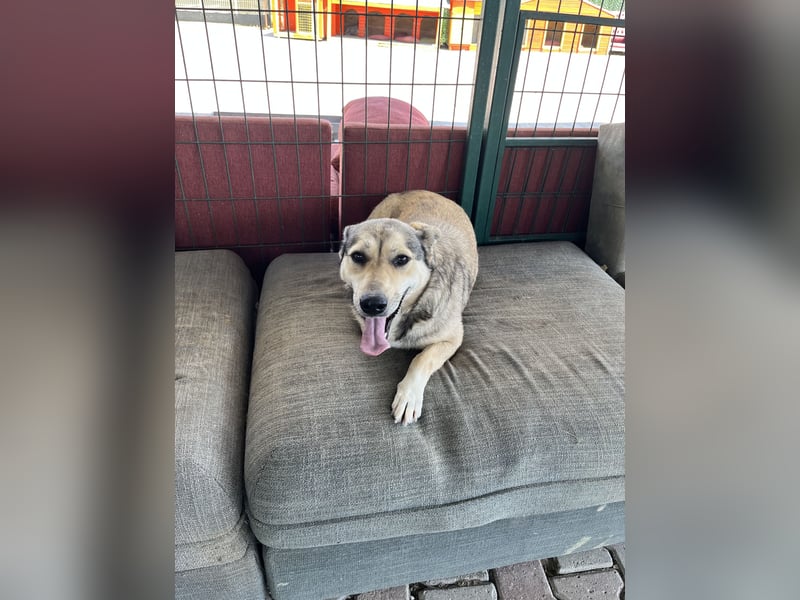 Pamuk sucht ein Zuhause oder eine Pflegestelle