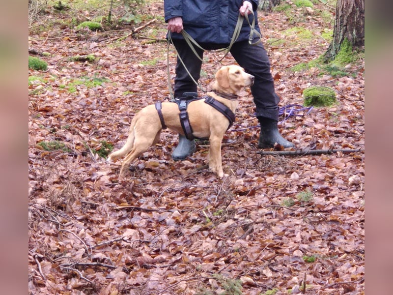 Schöne Wilma sucht ein Zuhause