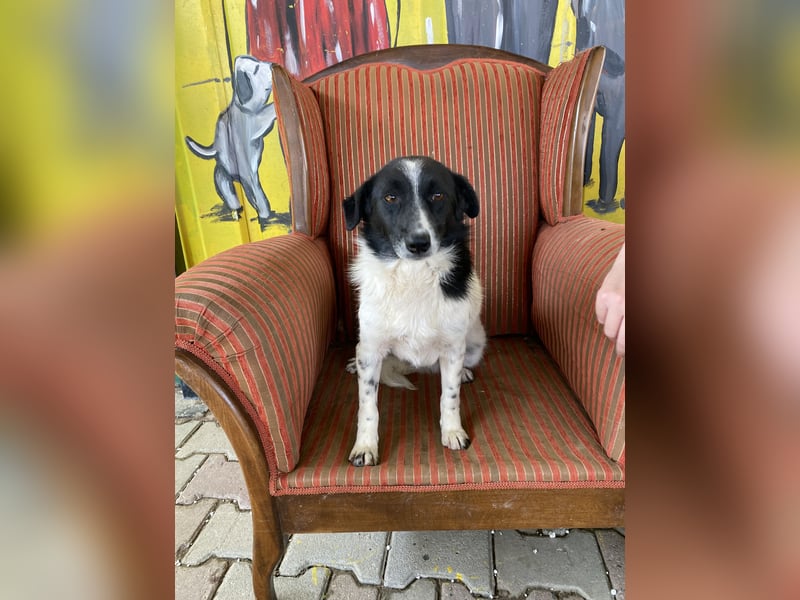 Priya sucht ein Zuhause oder eine Pflegestelle