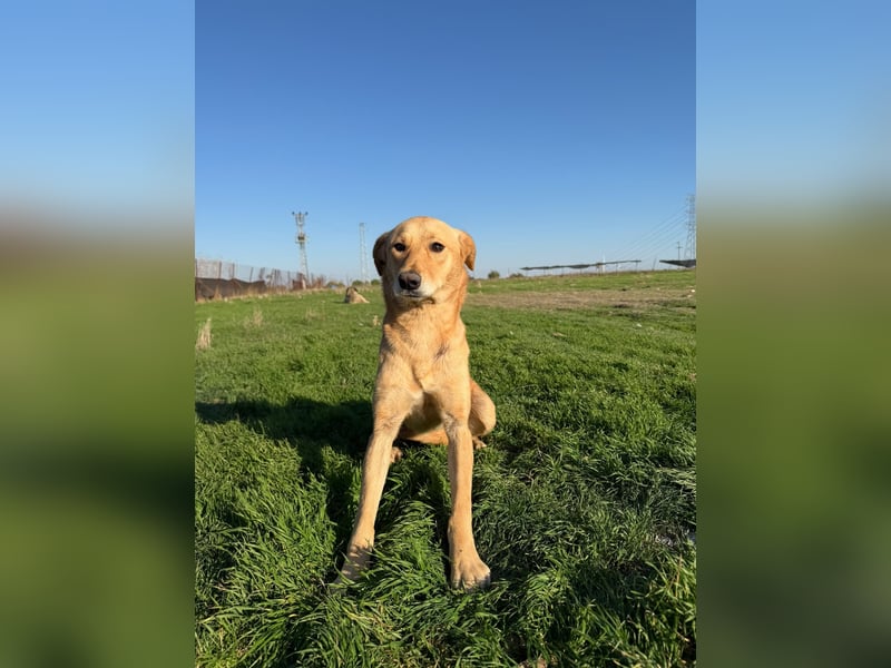 Donna sucht liebevolles Zuhause