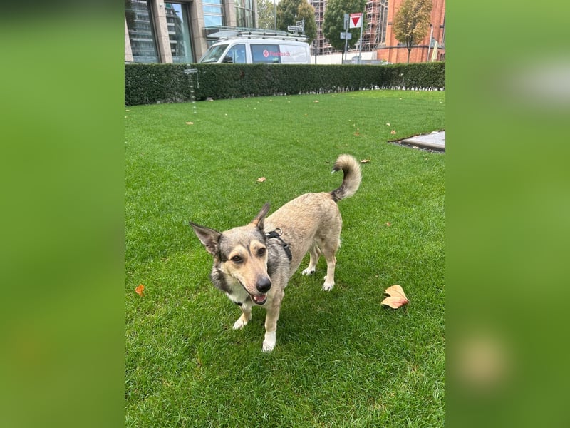 Wundervolle Pamuk sucht ein Zuhause
