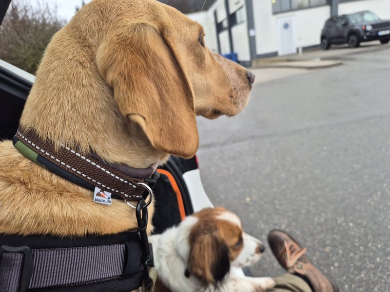 Schöne Wilma sucht ein Zuhause