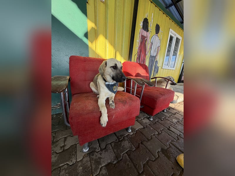 Handicap Hündin Smartie sucht ein Zuhause oder eine Pflegestelle