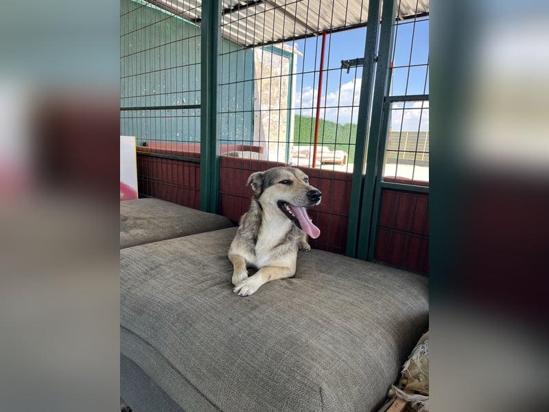 Pamuk sucht ein Zuhause oder eine Pflegestelle