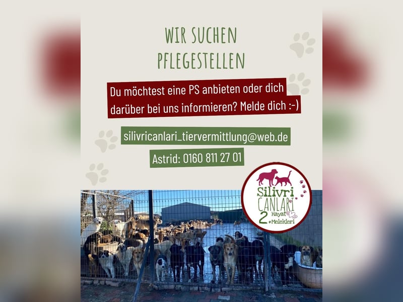 Jana sucht ein Zuhause oder eine Pflegestelle