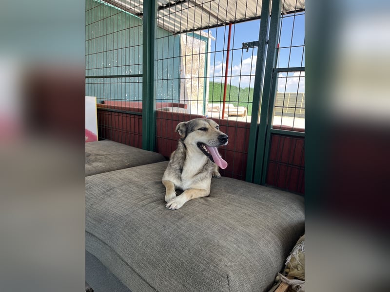 Pamuk sucht ein Zuhause oder eine Pflegestelle
