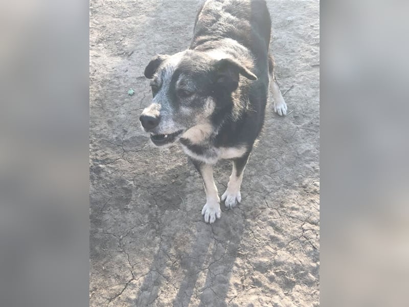 MUFFIN, wünscht sich so sehr ein Zuhause