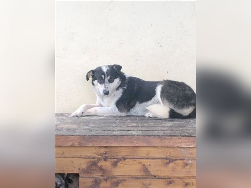 POLINA, hübsche, liebe Maus