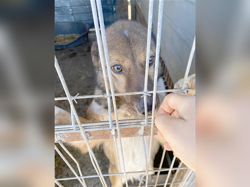 CHACO, ein TRAUMHUND. Liebt Kinde und auch Katzen