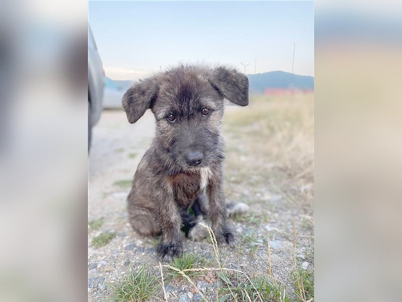 AMBER, bildhübsche Maus. Der ideale Familienhund