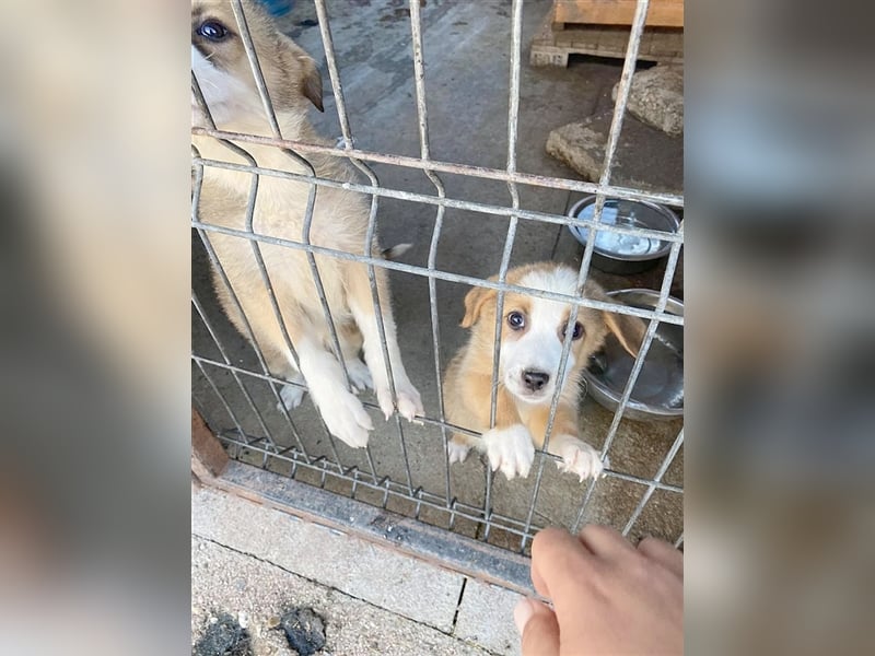 NALO, zuckersüsser Fratz. Der ideale Familienhund