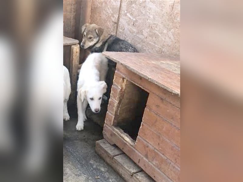 MAXIMA, ängstliche Maus sucht Menschen mit viel Liebe und Geduld