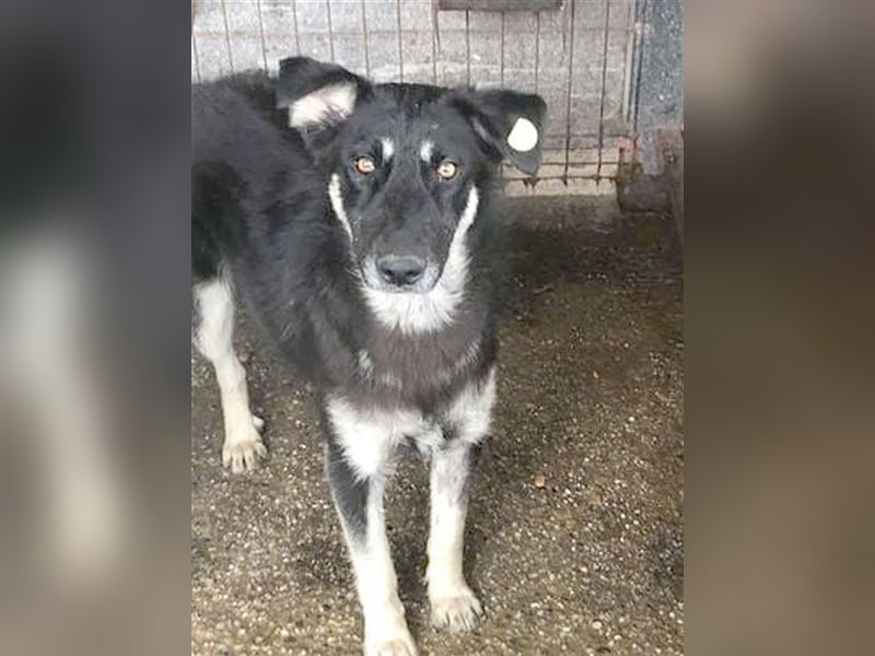 FIGGI, Notfall, Angsthund, sucht erfahrene Menschen