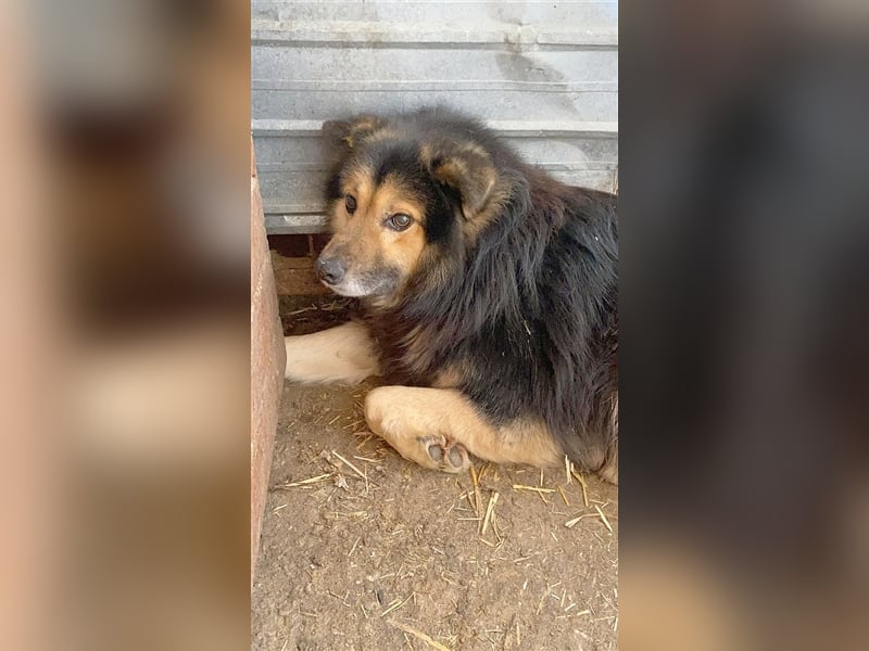 PUSCHI, ganz armer Knopf