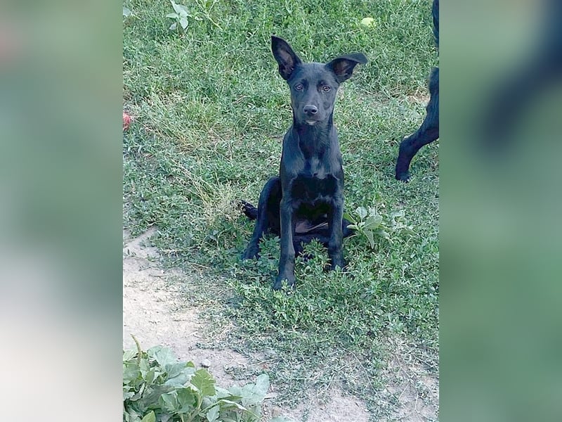 ELIKA, bildhübsche Maus. Der ideale Familienhund