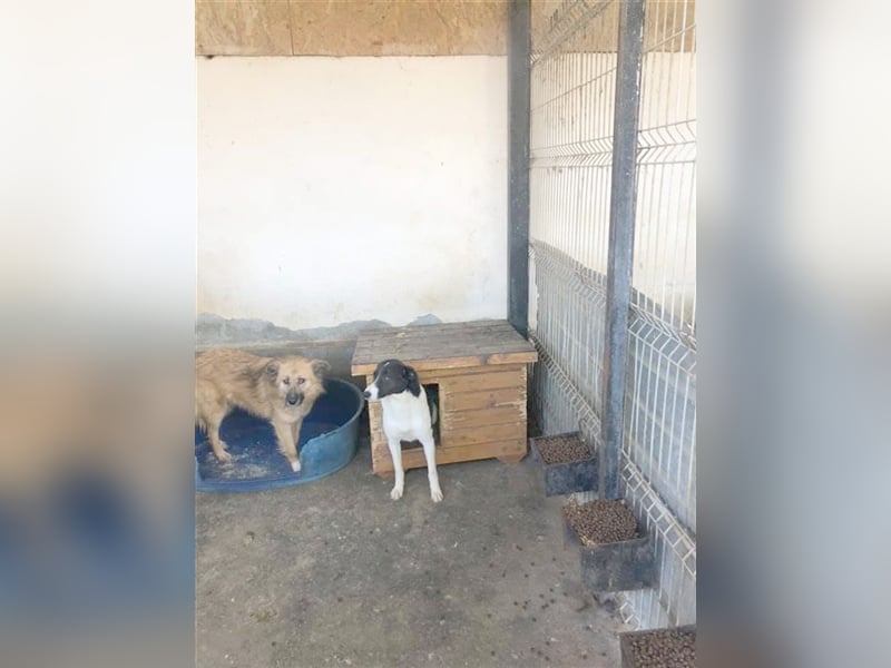 MONA, ein ganz arme Maus. Sucht Menschen mit viel Geduld und Liebe