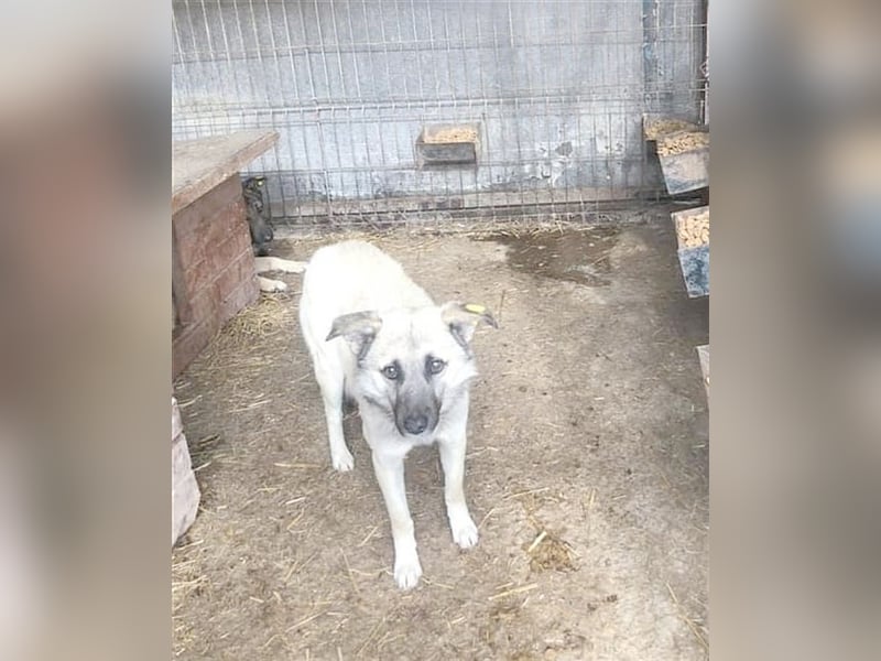 HAPPY, bildhübscher Hundebub. Leidet so sehr im Shelter