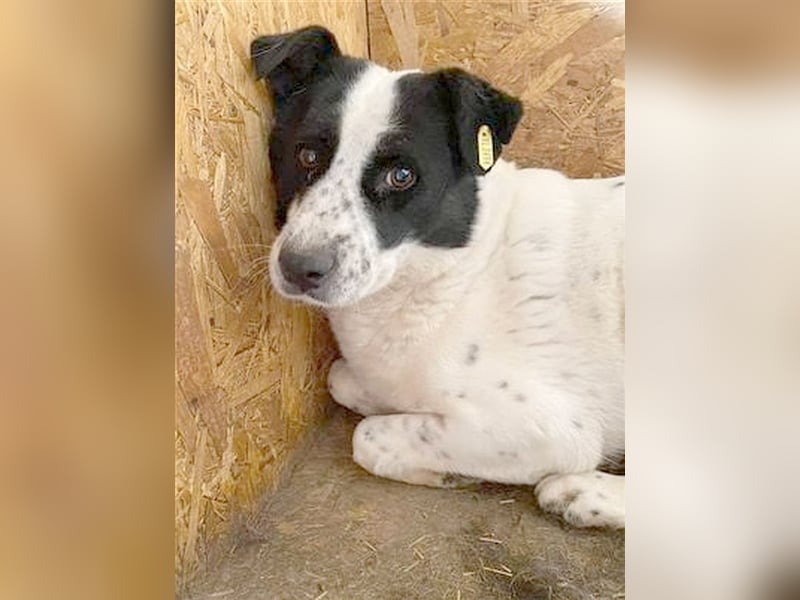 MOMO, schüchtener Bub sucht dringen ein Zuhause