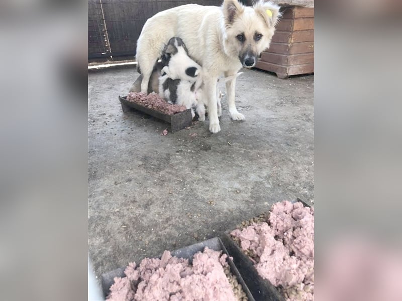 SOUL, ganz arme Maus. Sucht Menschen mit viel Liebe und Geduld