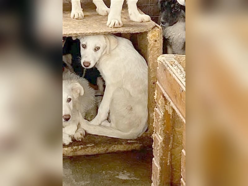 MAXIMA, ängstliche Maus sucht Menschen mit viel Liebe und Geduld