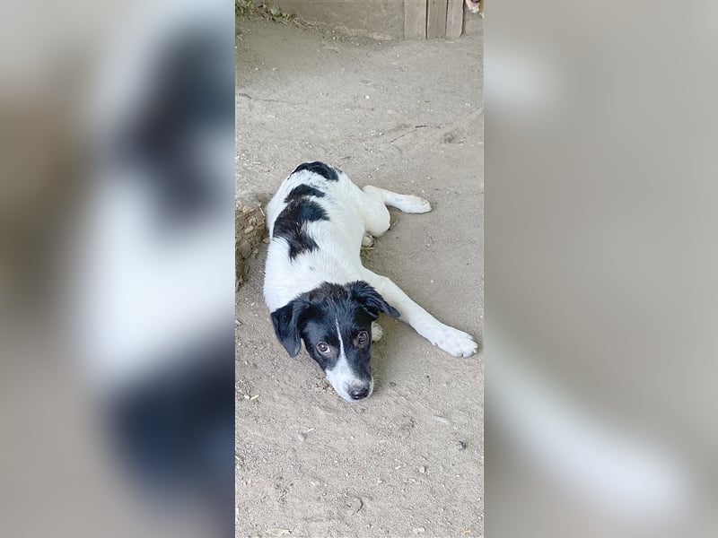 PAYA, bildhübsche Maus. Der ideale Familienhund