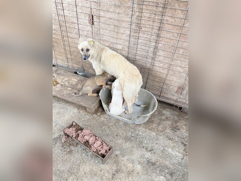 SOUL, ganz arme Maus. Sucht Menschen mit viel Liebe und Geduld