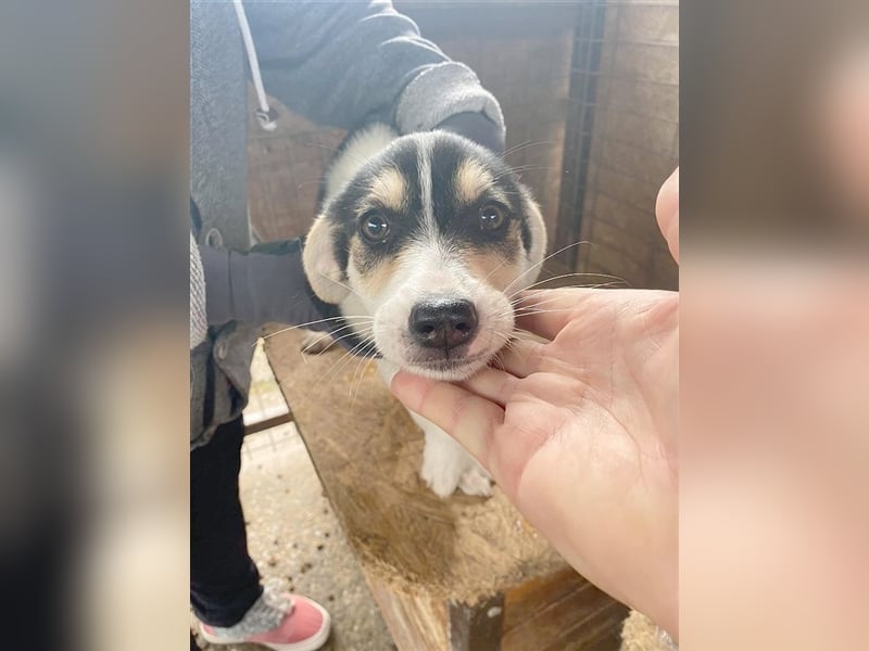 PIRI, zuckersüsse Maus. Der ideale Familienhund