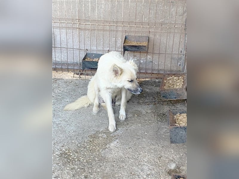 SOUL, ganz arme Maus. Sucht Menschen mit viel Liebe und Geduld