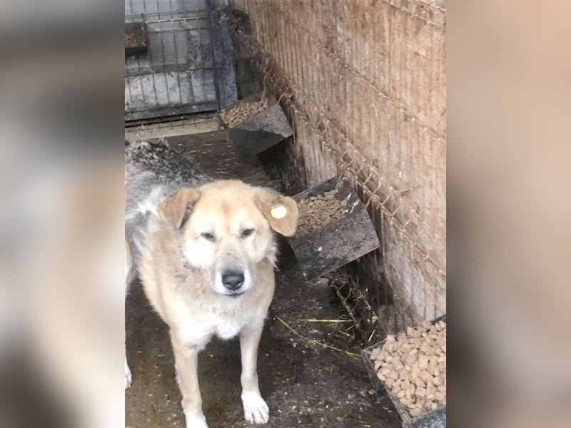 TEDDY, wartet und wartet. Aber niemand interessiert sich für ihn