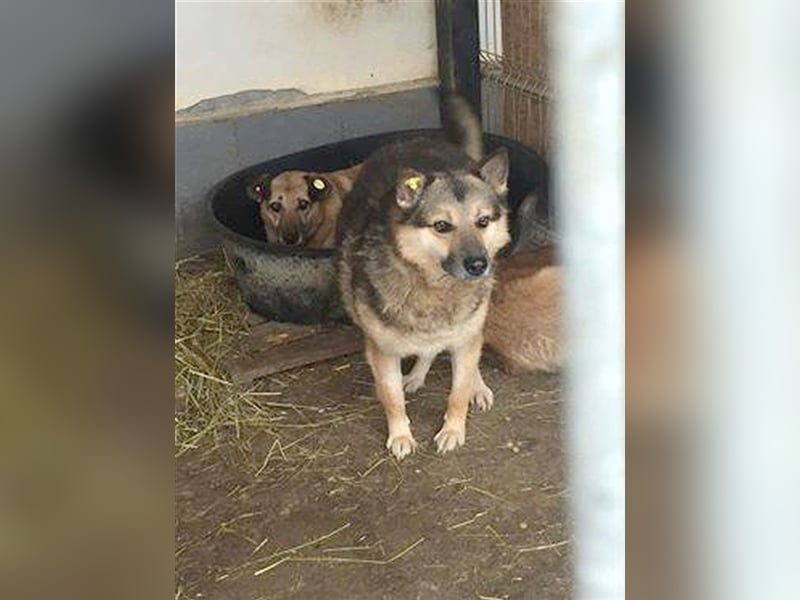 NIKA, sehnt sich so nach einem Zuhause