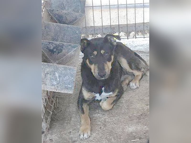 INDIGO, hat sich aufgegeben. Notfall