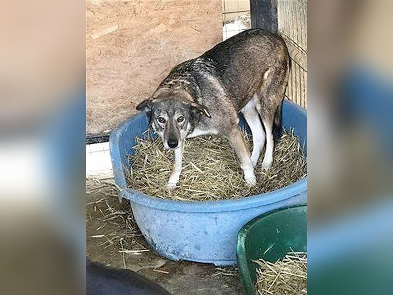 SORAYA, eine ganz arme Maus