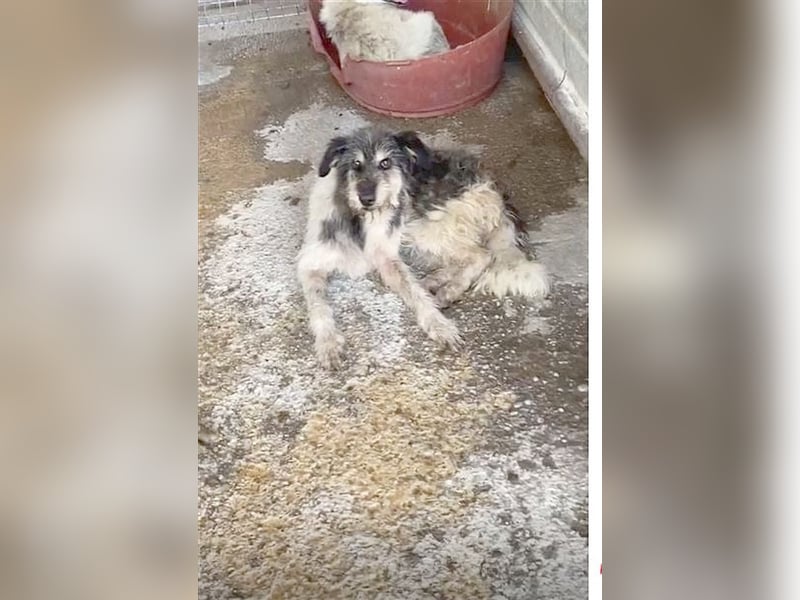 ROSI, NOTFALL. Ganz armes Mädl