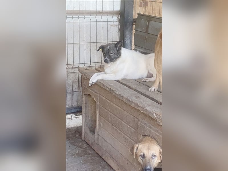 KENDRO,ganz armer Knopf. NOTFALL