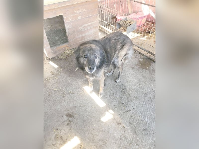 SIMSON. NOTFALL. Sucht dringend ein Zuhause