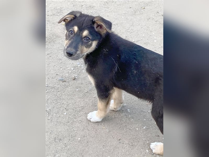 ELVA, bildhübsche Maus. Der ideale Familienhund