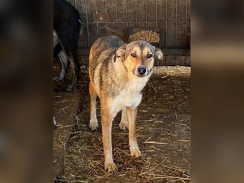 CARLITA, bildhübsches Hundemädl.Sucht dringend ein Zuhause