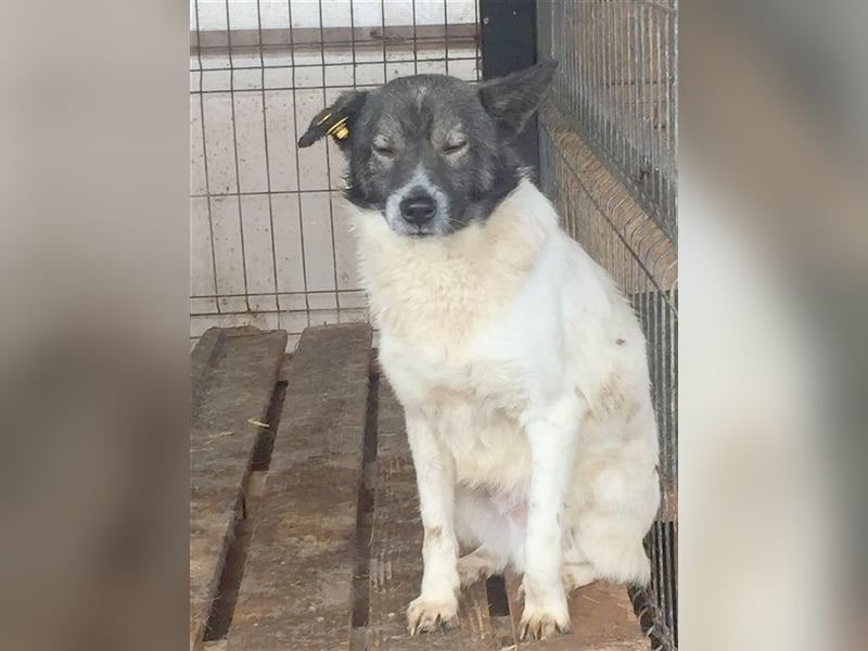 KENDRO,ganz armer Knopf. NOTFALL