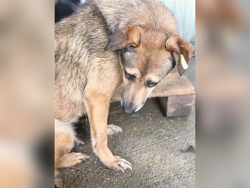 GITA, ganz armes Mäuschen