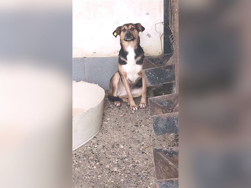 MILLY, ganz sensible Maus