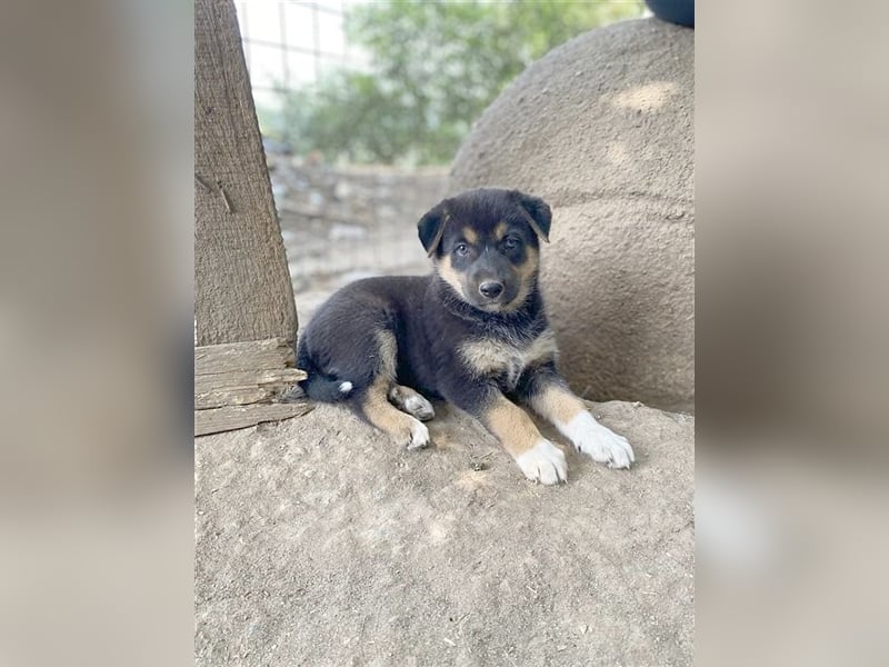 AMIO, zuckersüsser Fratz. Der ideale Familienhund