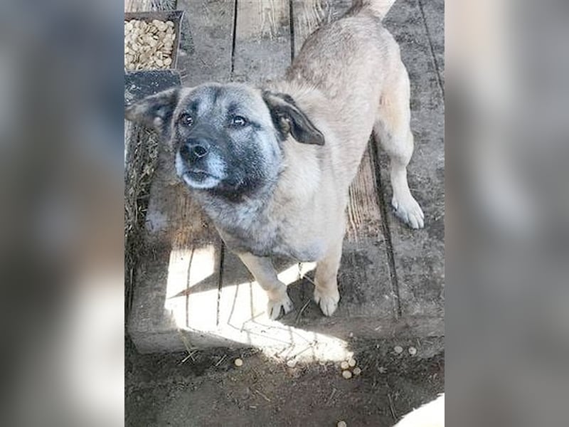 CARLOS, ein TRAUMHUND. Mag Kinder und Katzen