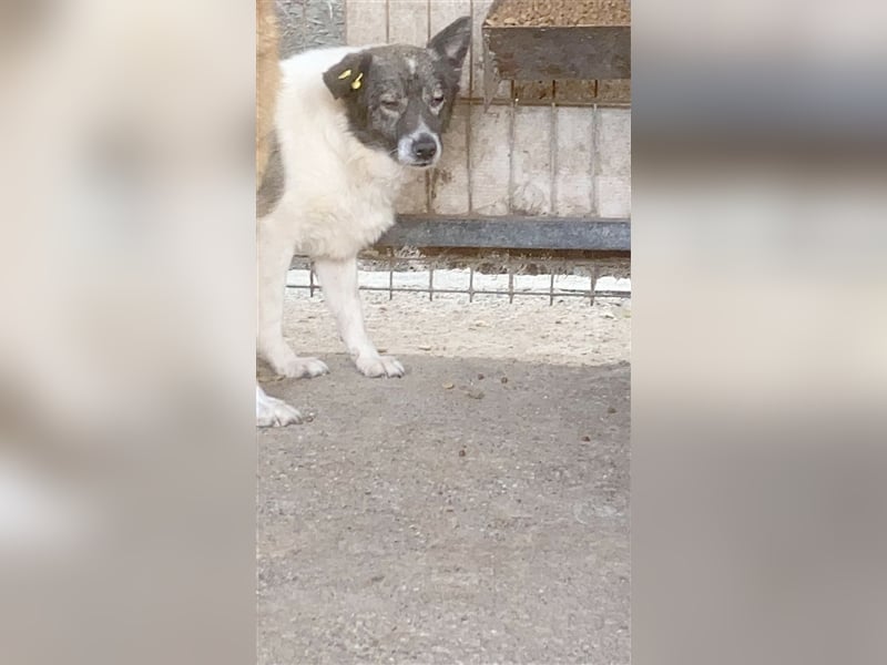 KENDRO,ganz armer Knopf. NOTFALL