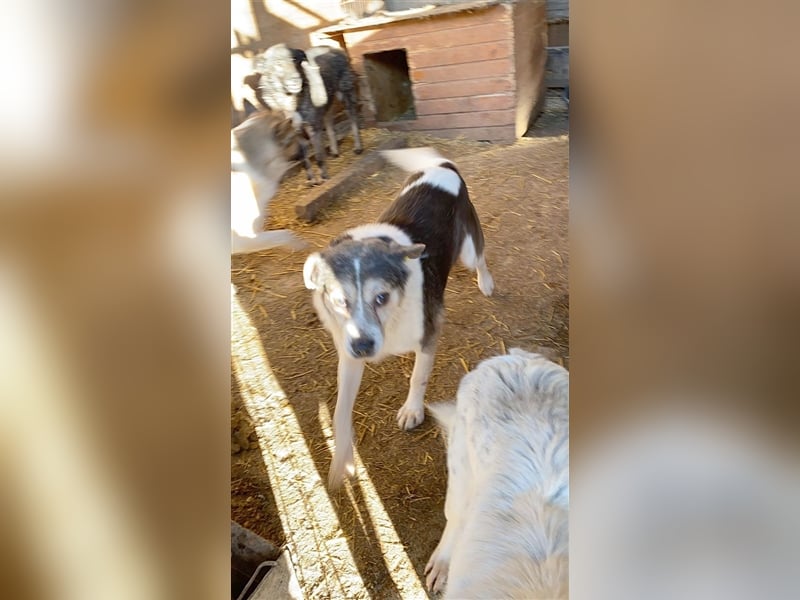 KARO, bildhübscher Hundebub