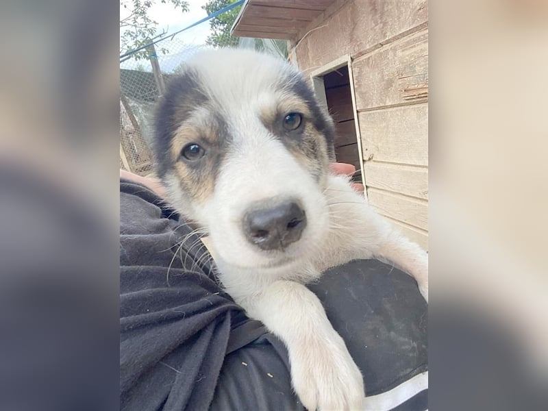 NELO, zuckersüsser Fratz. Der ideale Familienhund