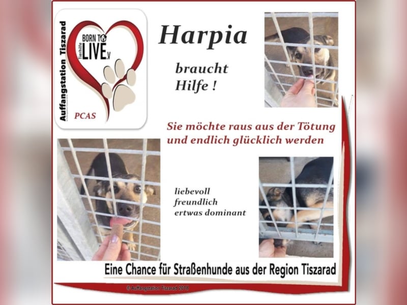 Harpia