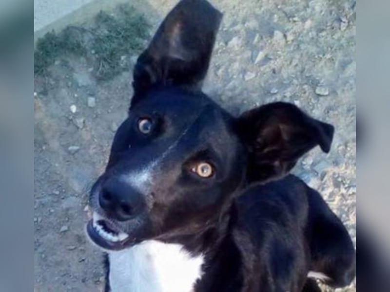 Dolfi sucht sein für immer Zuhause