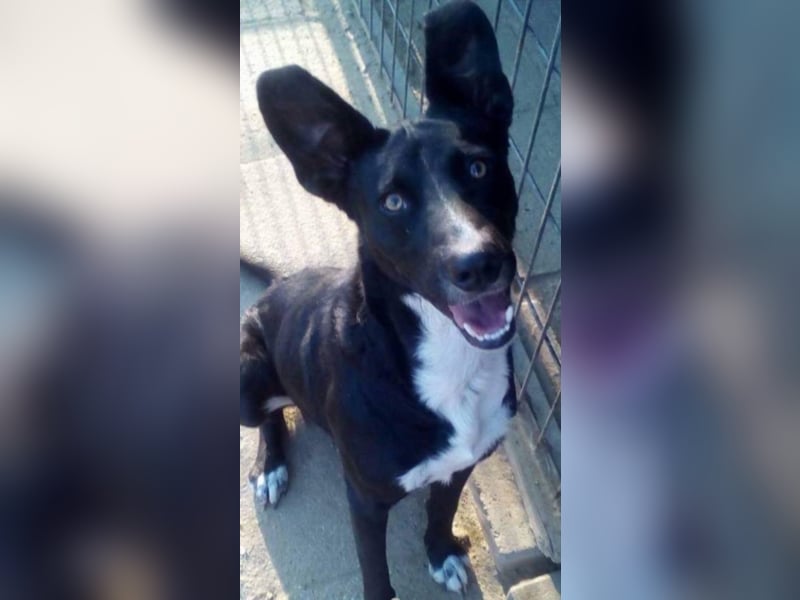 Dolfi sucht sein für immer Zuhause